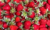 24 06 10 Notfallzulassung SpinTor Erdbeeren Teaser