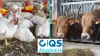 25 09 16 Neue Online Seminare Für Tierschutzbeauftragte In Schlachtbetrieben Für Rind, Schwein Und Geflügel Teaser