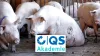26 01 23 QS Akademie Umgang Mit Kranken Tieren Schwein Teaser