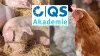 26 04 03 Kostenfreie Online Seminare Für Schweine Und Geflügelmäster ITW 26 04 03 Kostenfreie Online Seminare Für Schweine Und Geflügelmäster ITW