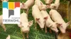 26 05 05 Registrierungsphase Ferkel 26 05 05 Registrierungsphase Ferkel
