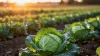 26 06 02 Notfallzulassung Proplant Orondis Evo 26 06 02 Notfallzulassung Proplant Orondis Evo