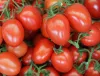 Tomaten Tomaten