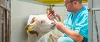 Tierärzte 10 Jahre Antibiotikamonitoring Tierärzte 10 Jahre Antibiotikamonitoring