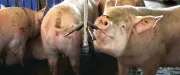 Buehne Tiergesundheitsberatung Buehne Tiergesundheitsberatung