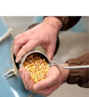 15 11 30 Revision Ad Hoc Monitoringplan Aflatoxin Mais Teaser
