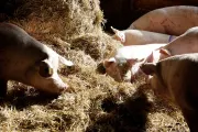 25 03 20 QS Tiergesundheitsberatung Laeuft Nach Plan
