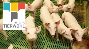 26 05 05 Registrierungsphase Ferkel