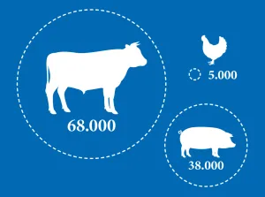 Schweine in 38.000 Betrieben, Rinder in knapp 68.000 Betrieben und Geflügel in über 5.000 Betrieben bekommen nur noch nachhaltiger angebautes QS-SojaPlus in den Futtertrog.