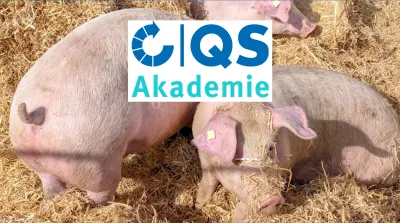 26 02 20 Online Seminar Für Schweinehalter Zu Den Programme Frischluftstall Und Auslauf