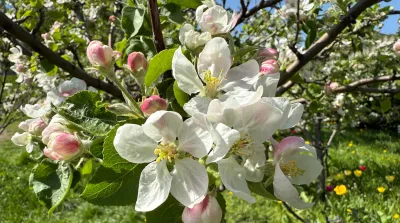 26 02 26 Notfallzulassung Minecto One Apfelblütenstecher