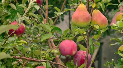 26 03 16 Notfallzulassung PEA 02 Feuerbrand Apfel Birne