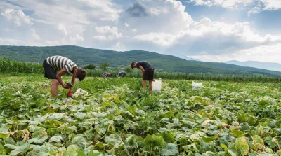 26 04 22 Start Stichprobenaudits Erntehygiene 2026