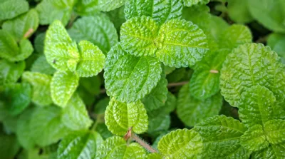 26 04 13 Teilwiderruf Goltix Gold Minze