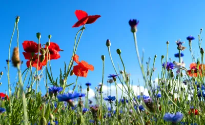 24 05 02 QS FIN Konfigurator – Mit Wenigen Klicks Passgenaue Biodiversitätsmaßnahmen Für Ihren Betrieb Ermitteln Teaser