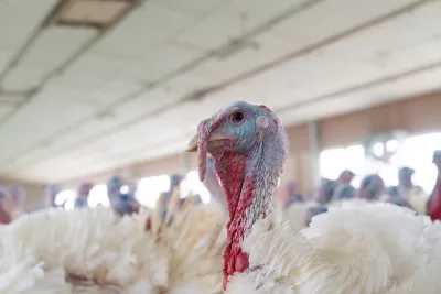 25 11 17 ITW Putenmastbetriebe Beratung Von Betrieben Mit Auffälligen Schlachtbefunden