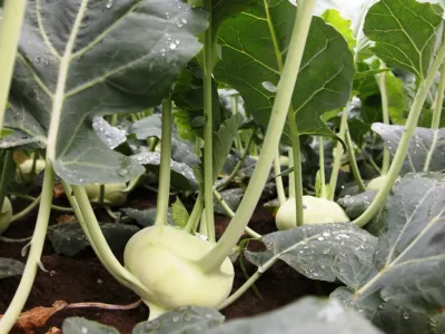 Kohlrabi