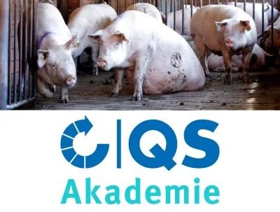 26 01 23 QS Akademie Umgang Mit Kranken Tieren Schwein